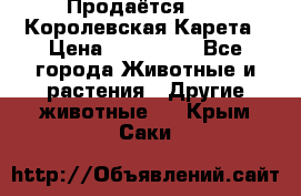 Продаётся!     Королевская Карета › Цена ­ 300 000 - Все города Животные и растения » Другие животные   . Крым,Саки